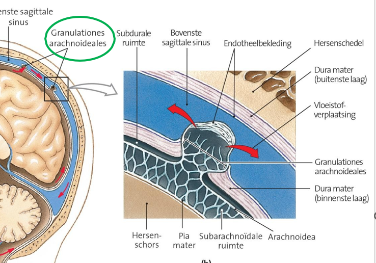 <p>kleine uitstulpingen van het arachnoïd</p><p>cruciale rol in de afvoer van hersenvocht</p><p></p>