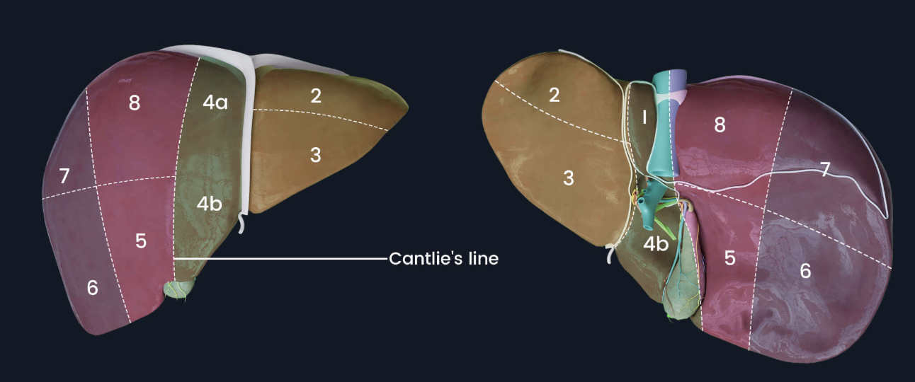 <p>what is 8 and 5 of the liver</p>