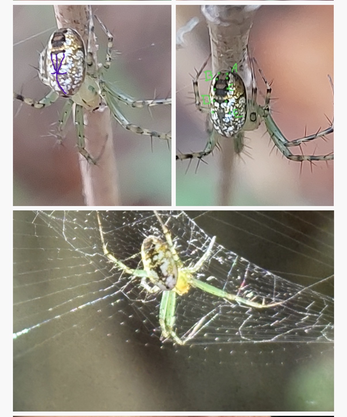 <p>Mangora spiculata</p><p>family: Araneidae</p>