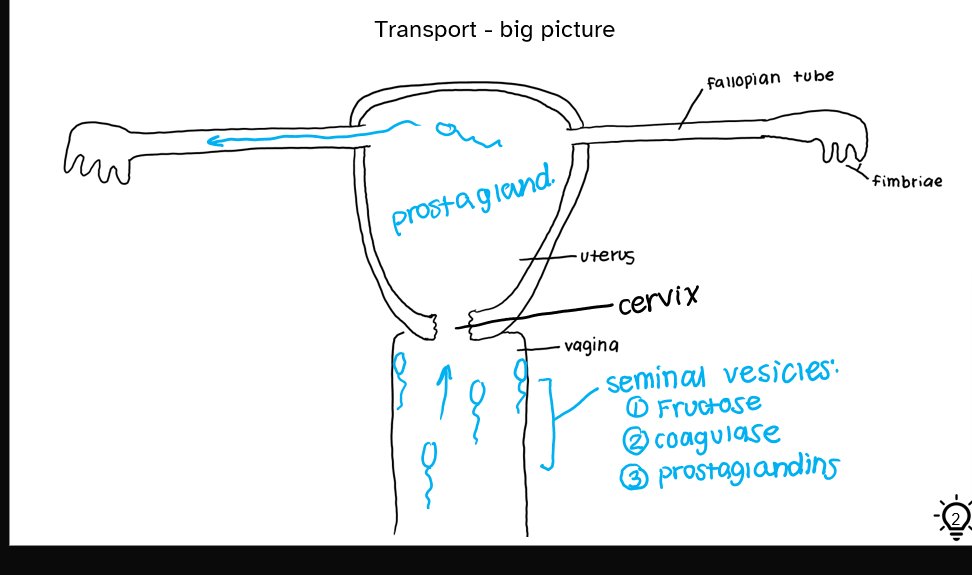 <ul><li><p>sperm travels through vagina → cervix → uterus → down fallopian tube to reach the ovum </p></li><li><p>seminal vesicles:</p><ul><li><p>fructose</p></li><li><p>coagulase</p></li><li><p>prostaglandins</p></li></ul></li></ul><p></p>