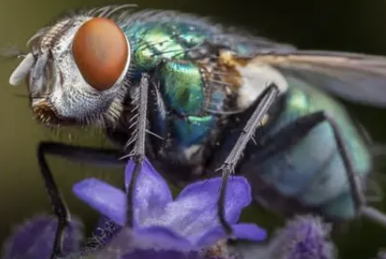 <p>name the insect</p>