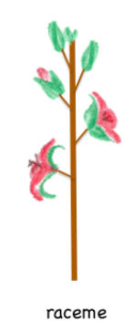 <p>inflorescence with stalked flowers attached along a central stem.</p>