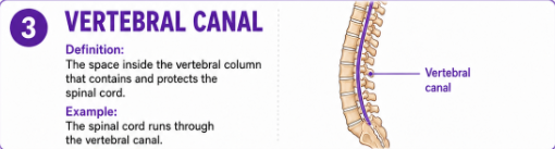 <p>The space inside the vertebral column that contains and protects the spinal cord.<br>Example: The spinal cord runs through the vertebral canal.</p>