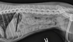 <p>What pathology is being shown?</p>