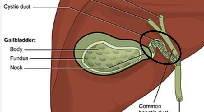 <p><span>transporting bile into the gallbladder for storage and, upon hormonal signaling, transporting concentrated bile out toward the small intestine to aid in digestion</span></p>