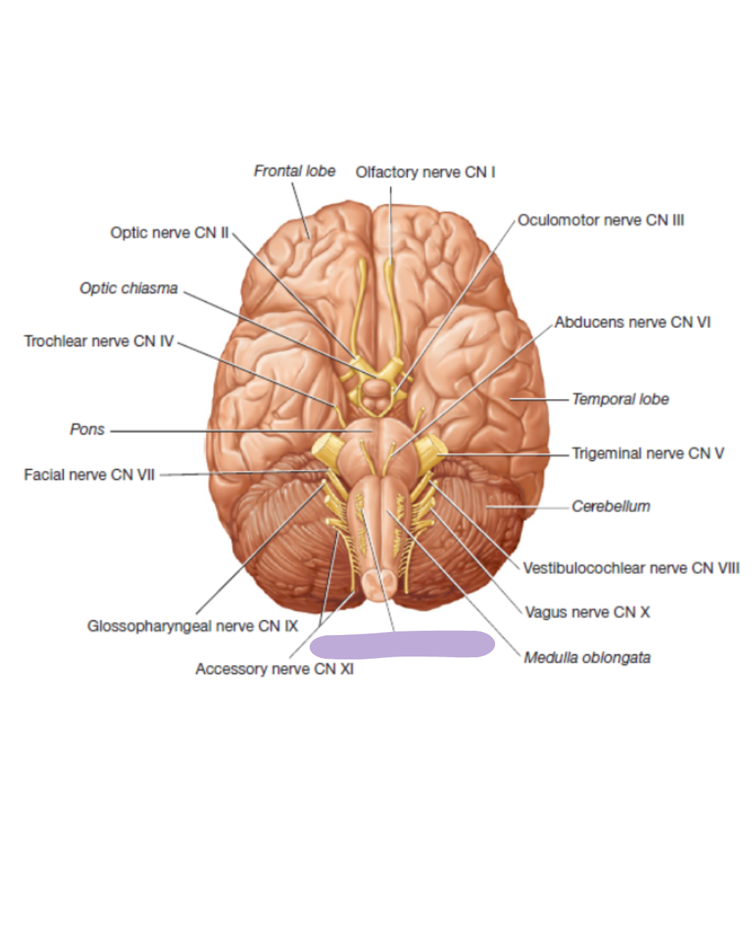 <p>where is the CN XII Hypoglossal nerve located at </p>
