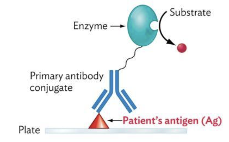 <p>_____ _____ uses patient antigen to quantify specific antigens in a patient</p>