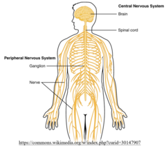 <p>all the nerves that branch off the CNS</p>