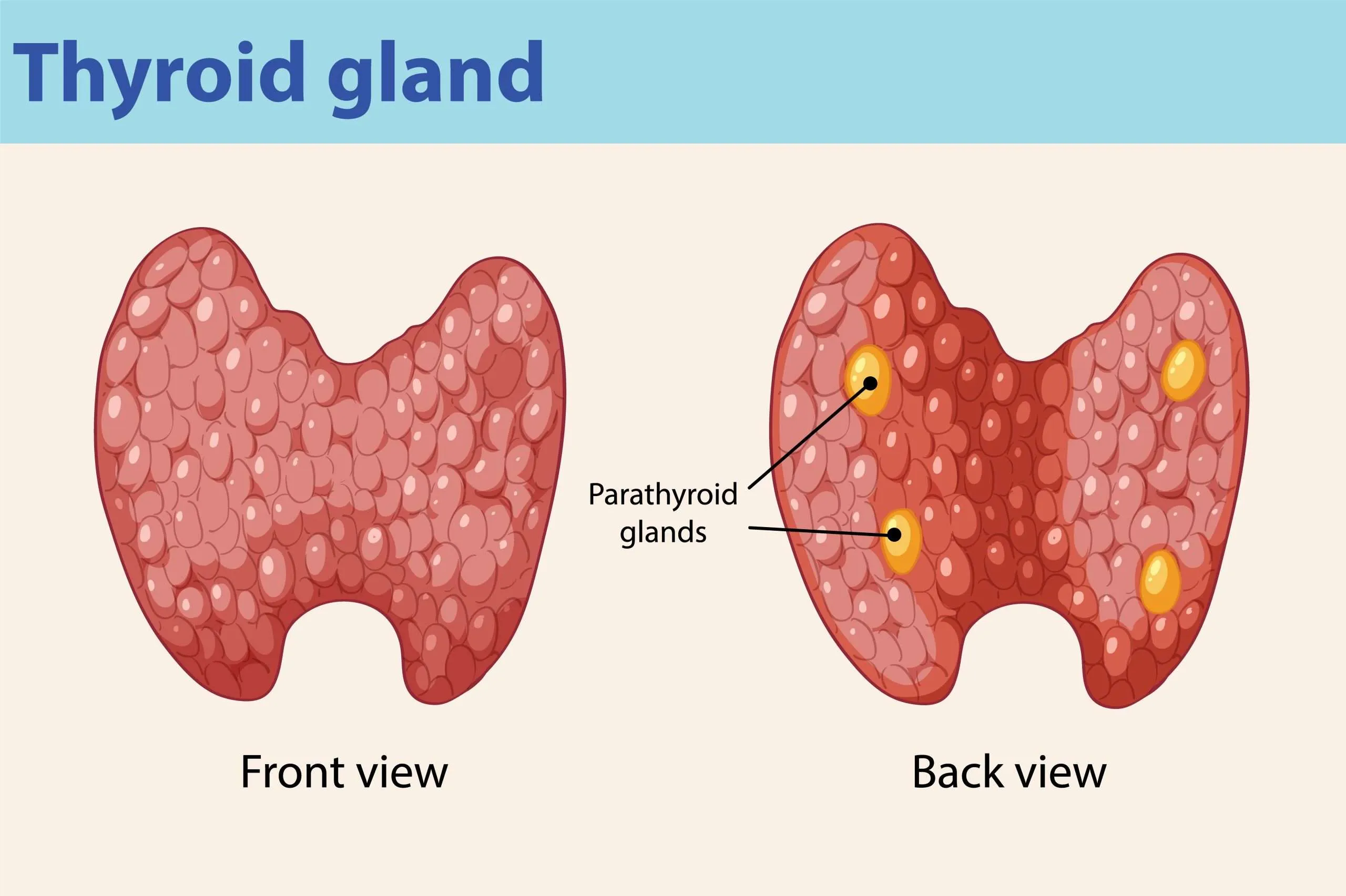 <ul><li><p>Located on thyroid</p></li><li><p>Secretes Parathyroid Hormone</p></li></ul><p></p>