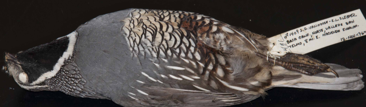 <p>Quail</p>