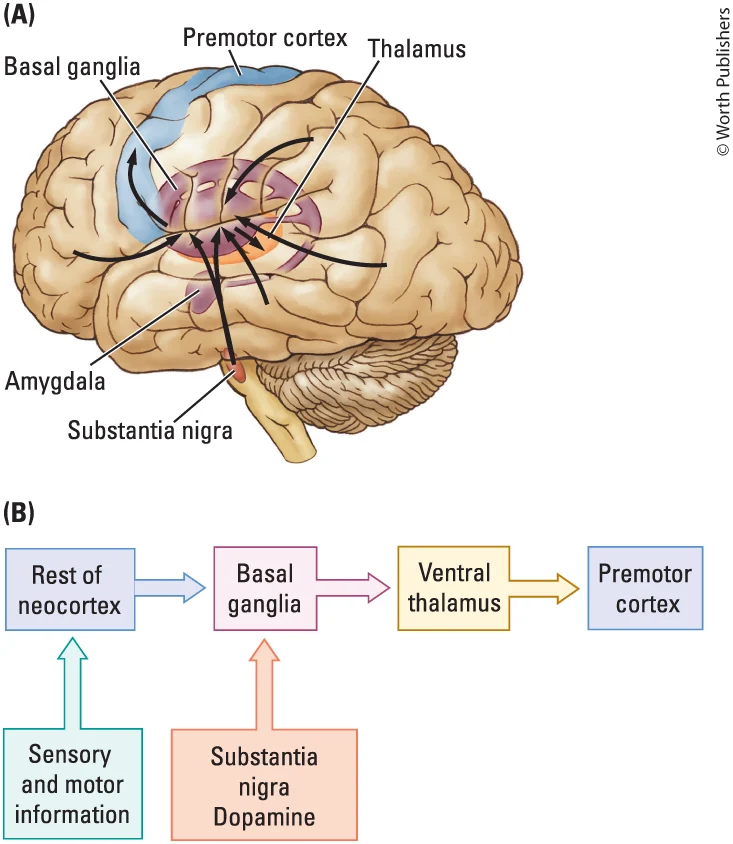 <ol><li><p>Basal ganglia</p></li><li><p>Ventral thalamus</p></li><li><p>Substantia nigra</p></li><li><p>Premotor cortex</p></li></ol><p></p>