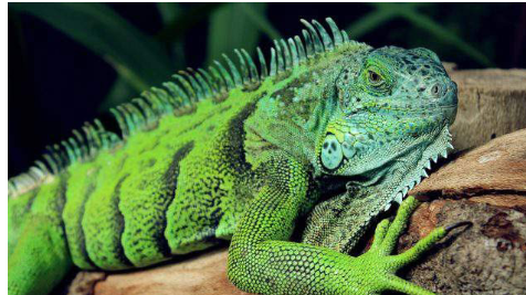 <p>Family: Iguanidae</p>