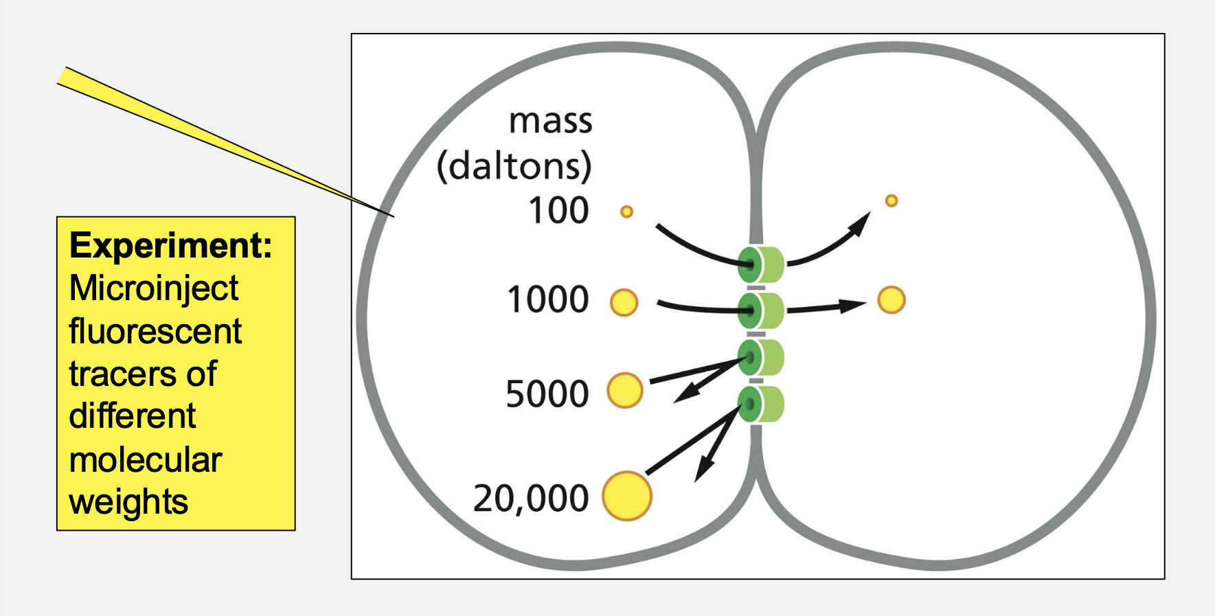 <p>Connexon (6 connexins)</p>
