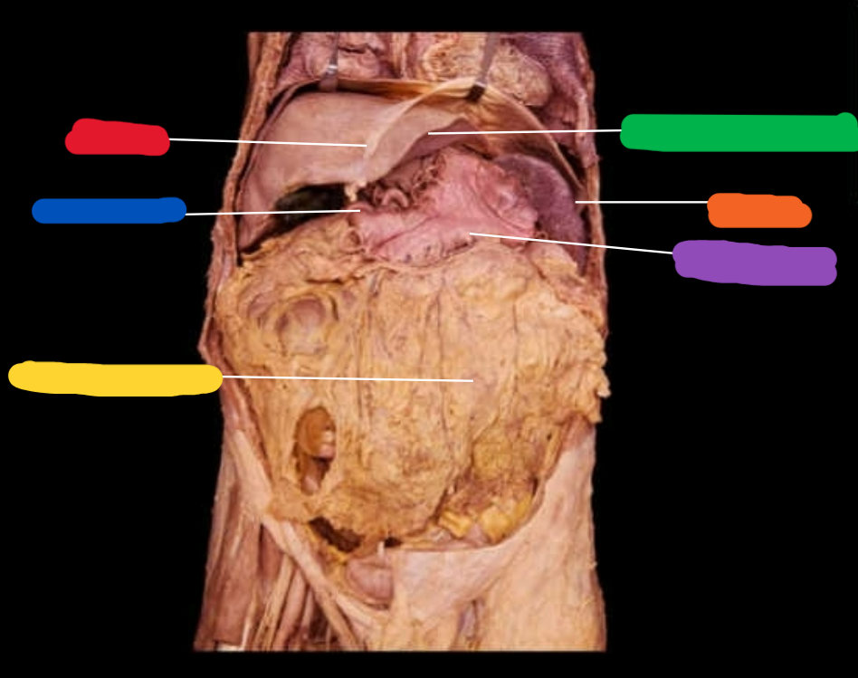 <p>-What are the highlighted regions </p>