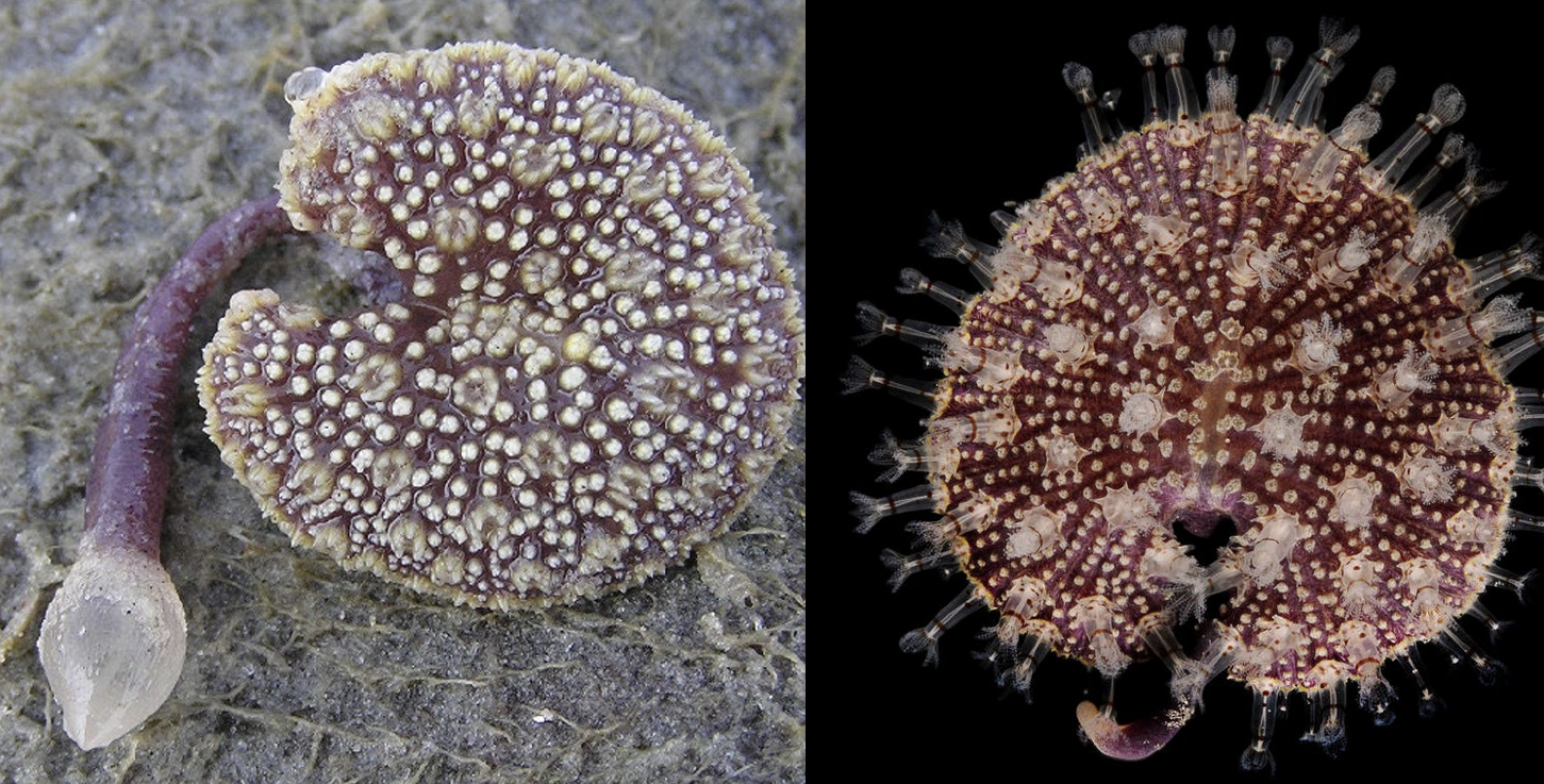 <p>What is the Class, Phylum, and Kingdom of the Genus Renilla??</p><p></p>