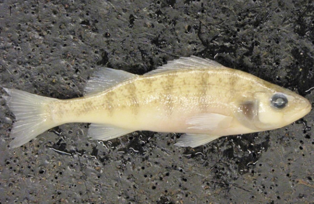 <p>Common name, Family, Scientific Name?</p>