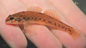 <p>Etheostoma nigrum</p><p>Body slender</p><p>Back and upper sides straw-colored with some brown.</p><p>Sides pale brown or yellow with X or Y shaped dark markings</p><p>Caudal fin squared off, with spots forming wavy, vertical bands</p>