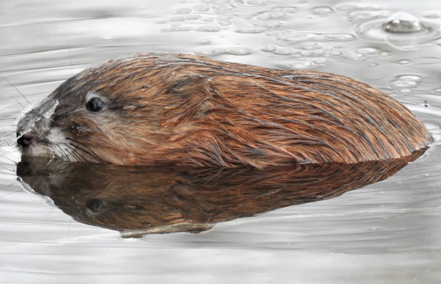<p>Muskrat</p>