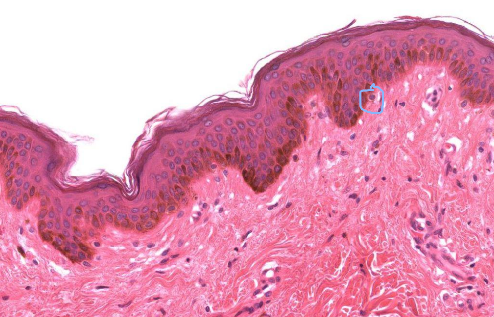 <p>Identify the circled cell</p>