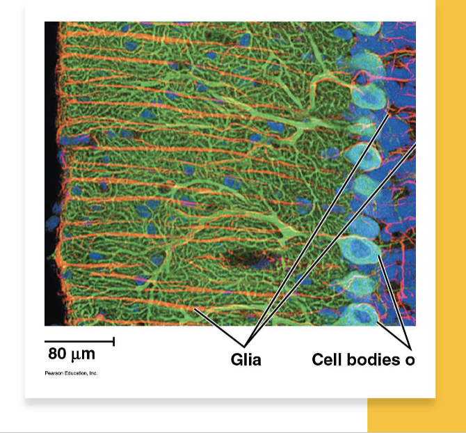 <p><span>• When grouped together, axons of<br>neurons form </span><span style="color: purple;"><strong>nerves</strong></span><span><br>•</span><span style="color: purple;"><strong> Central nervous system (CNS)</strong></span><span><br>• Neurons that carry out<br>sorting, processing,<br>integration<br>• </span><span style="color: purple;"><strong>Peripheral nervous system (PNS)</strong></span><span><br>• Neurons that carry<br>information into and out of<br>the CNS<br>• All neurons are supported by </span><span style="color: purple;"><strong>glia</strong></span></p>