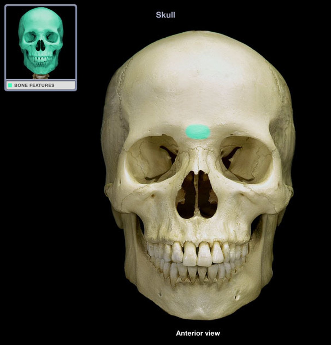 <p>a single bony prominence of the frontal bone located between the superciliary arches in the inferior part of the frontal bone above the root of the nose</p>