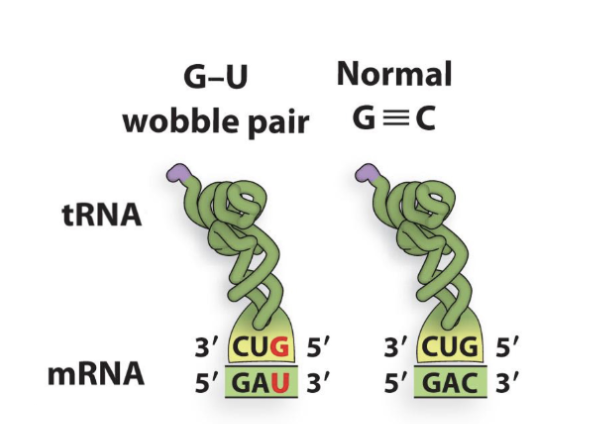 <p>Anticodon (3’to 5’) xxG recognizes xxC and xxU codons</p>