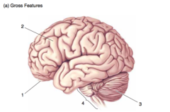 <p>The lateral surface of the brain.</p><p>Gross features.</p><p>3</p>