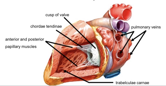 <ul><li><p>Trabeculae carnae </p></li><li><p>Thickest myocardium </p></li><li><p>Papillary muscles (anterior, posterior)</p></li><li><p>Chordae tendinae</p></li></ul><p></p>
