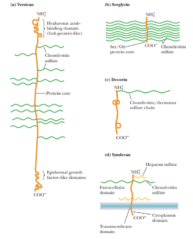 <p>What are 5 functions of proteoglycans?</p>