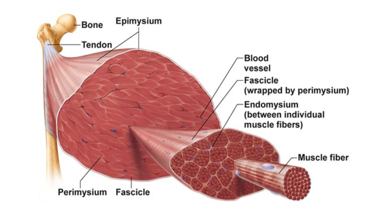 <p>Epimysium → Perimysium → Fascicle → Endomysium → Muscle Fiber</p><ul><li><p>Muscle fiber = muscle cell</p></li></ul><p></p>