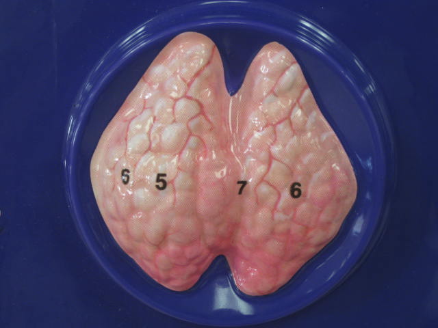 <p>Identify 7?</p><p>Lab Image 6-5</p>