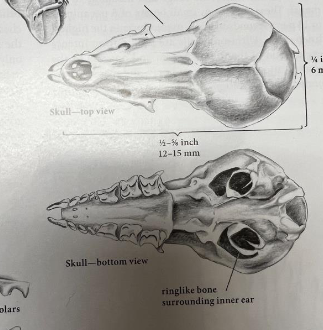 <p>Cryptotis parva</p>