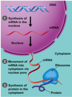 <ul><li><p>Prokaryotic cells - cytoplasm</p></li><li><p>Eukaryotic cells - nucleus first then mRNA is transported into the cytoplasm (in picture)</p></li></ul><p></p>