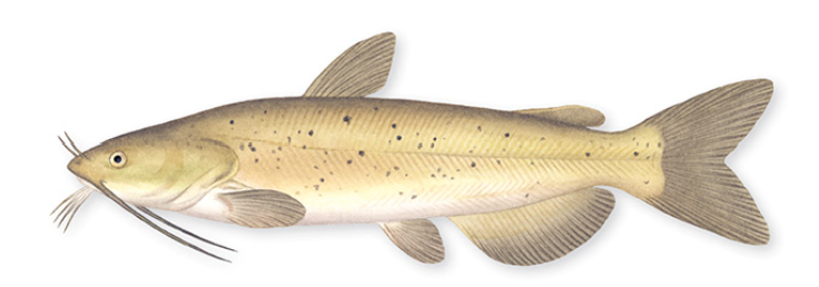 <p>barbels, sharp dorsal fin, forked caudal and separated adipose fin</p>