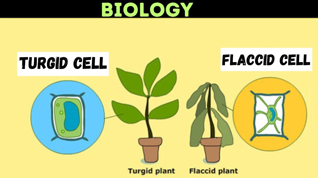 <p>Firm and swollen, when a plant cell's vacuole is full of water.</p>