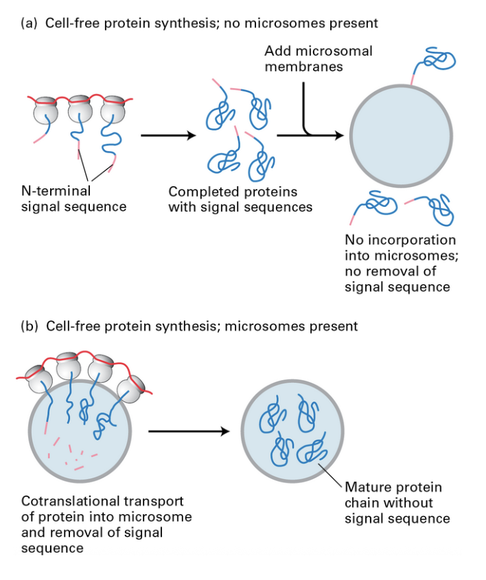 <ol><li><p>if proteins with ER signal sequence is synthesized without microsomes, proteins are not incorporated into microsomes if microsomes are added after synthesis (adding protease still destroys the proteins) </p></li><li><p>if proteins with ER signal sequence is synthesized with microsomes, they are incorporated during synthesis and are protected from protease</p></li></ol><p>thus, timing of microsome presence matters in order to confer some kind of protection from the protease</p>