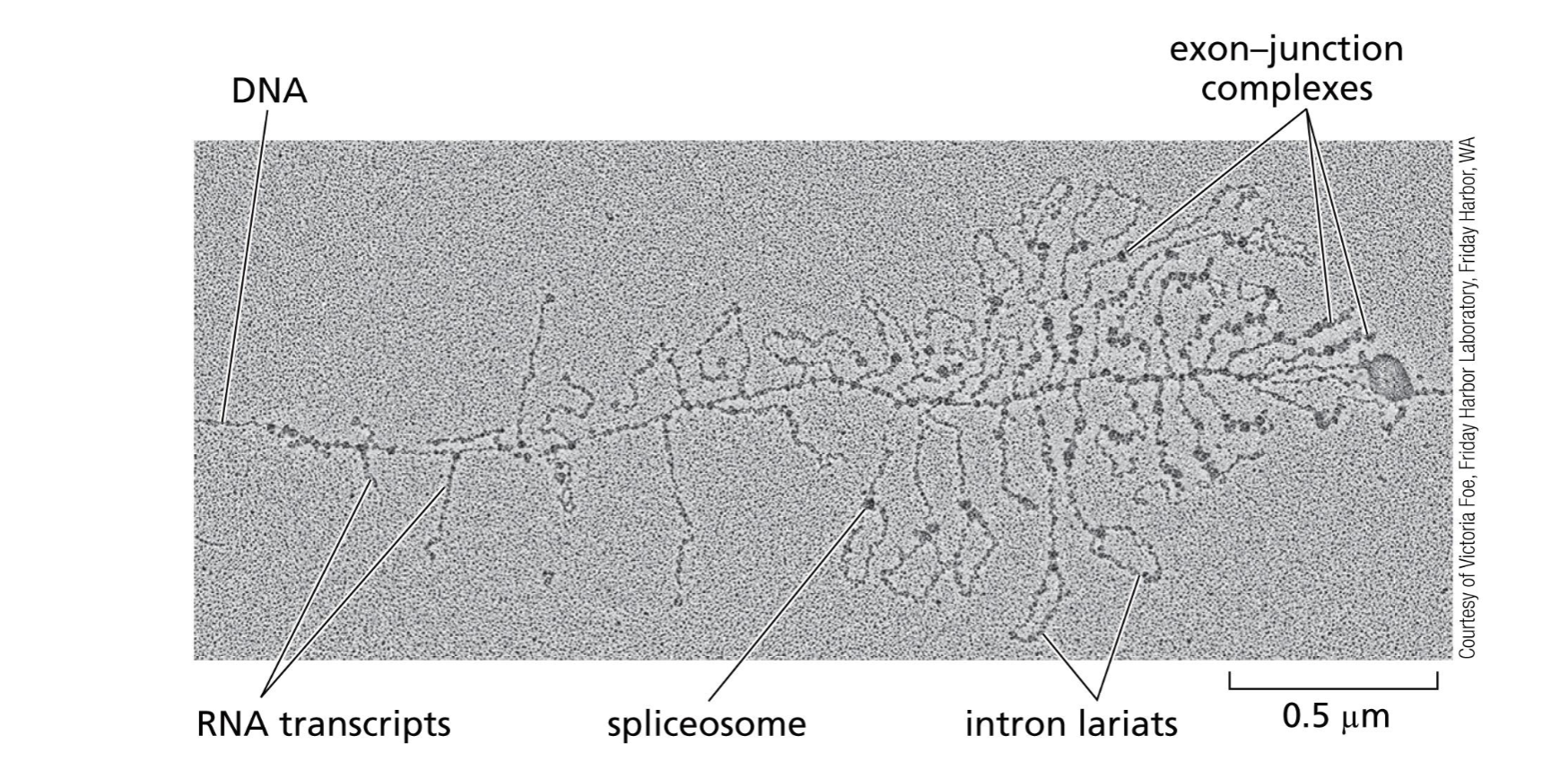 <p>when does RNA splicing occur? </p>