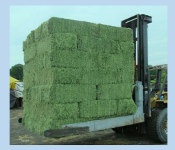 <p><strong>Hay or straw refers to </strong><span style="color: green;"><strong>roughages </strong></span><strong>that are stored after _____ has <mark data-color="green" style="background-color: green; color: inherit;">reduced to moisture content to ~10%</mark></strong></p><ul><li><p>Because the feed is so dry,<strong> no fermentation takes place and the feed does not deteriorate </strong></p></li><li><p><mark data-color="red" style="background-color: red; color: inherit;">Not better than the original substance due to losses (lost leaves → lost protein: can add additives to make silage better) </mark></p></li></ul><p></p>