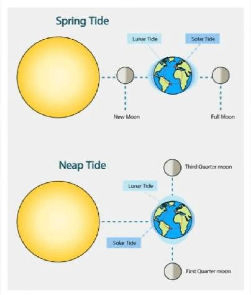 <ul><li><p>Spring tide: Moon, earth and sun in alignment so stronger gravitational pull creating high spring tide</p></li><li><p>Neap tide: Sun and moon at right angle to earth so gravitational pull has reduced impact so lower than normal tides </p></li></ul><p></p>
