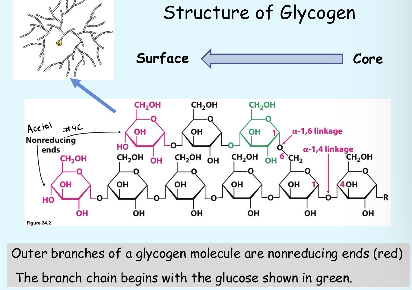 <p>It is a polymer of glucose, that contain alpha(1→4) linear chains and alpha(1→6) bonds every 8-12 residues</p><p>→ Contains glycogen in protein core</p><p>→ NO beta bonds</p>