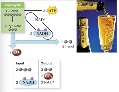 <p>Alcoholic fermentation</p>