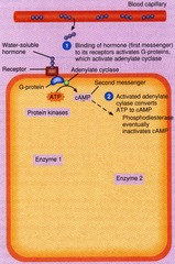 <p>Gαs stimulates adenylyl cyclase, leading to increased levels of cAMP.</p>