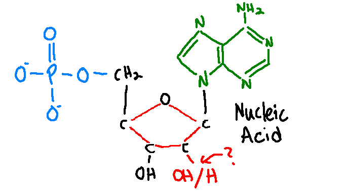 <p>What happens when the pentose sugar has an H?</p>