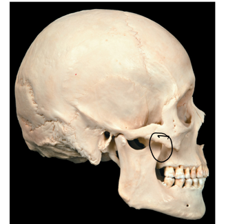 <p>Name this bone</p>