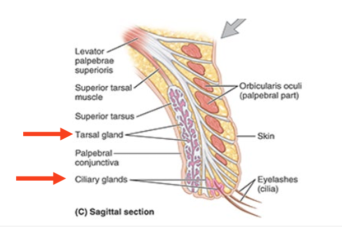 <ul><li><p>tarsal glands</p><ul><li><p>produce lipid secretion that lubricates edges of eyelids &amp; prevent them from sticking tg when closed</p></li></ul></li><li><p>ciliary glands</p><ul><li><p>large sebaceous glands associated w/ eyelashes</p></li></ul></li></ul><p></p>