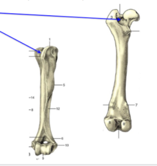 <p>Bone depressions</p><p>What is the TOP blue arrow pointing to?</p>