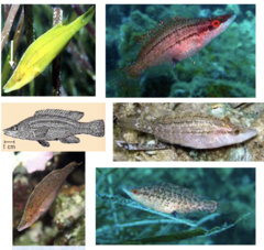 <p>Pointed-snout wrasse</p>