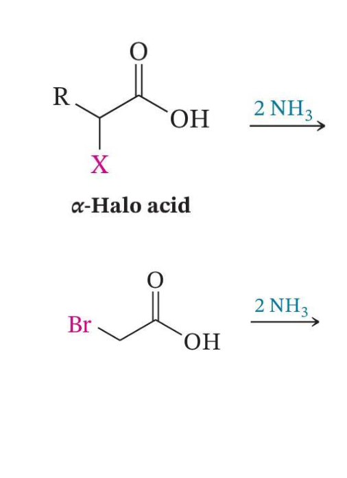 <p>Conversion to α-Amino Acids</p>