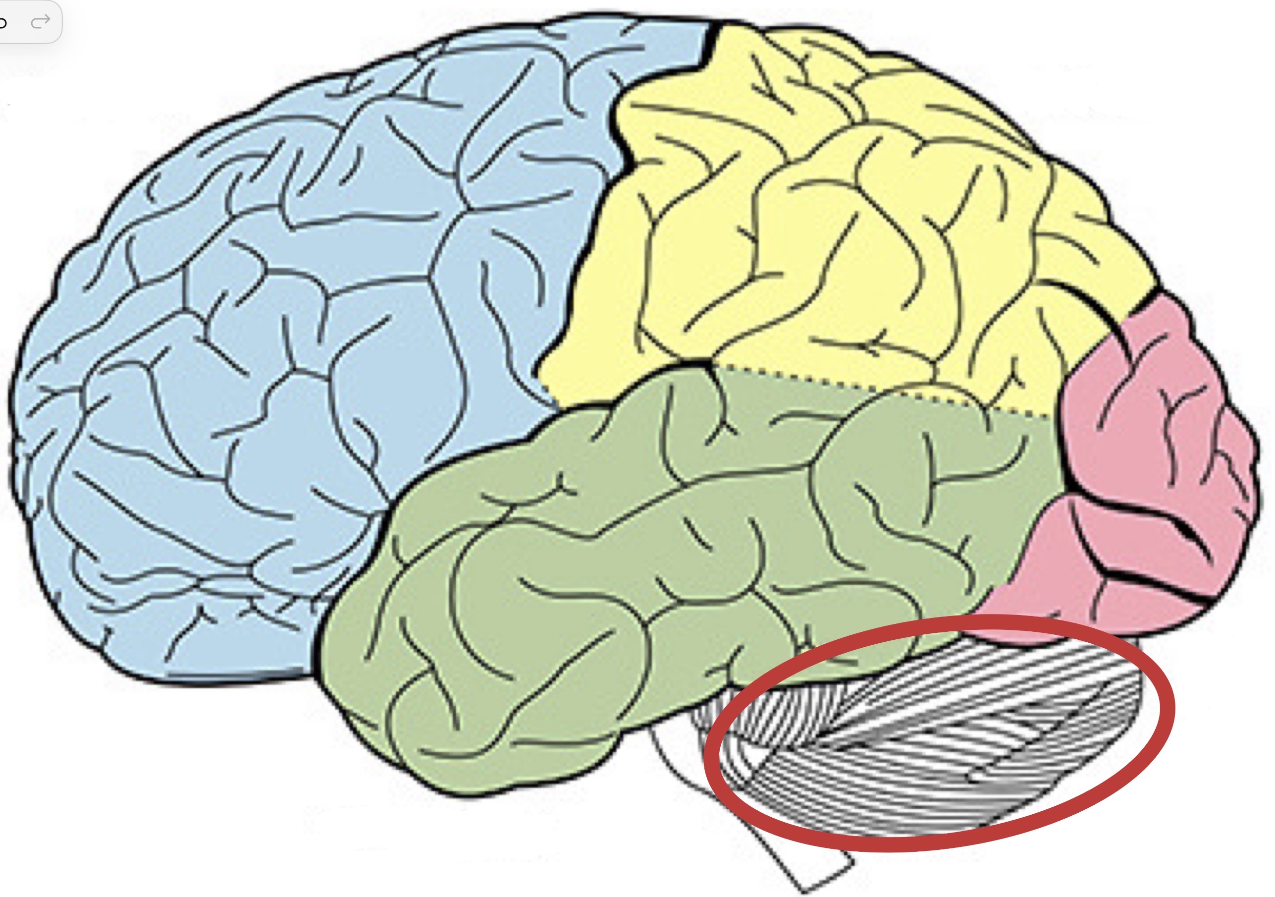 <p><strong>Name the following part of the brain</strong></p>