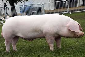 <p>What is the name of this breed?</p>